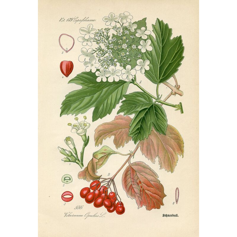 Prints with a Past 19thC. German Botanical Prints, S/4 One Kings Lane