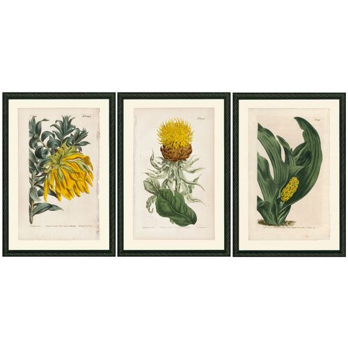 Smith & Co., Yellow Botanicals~P77480988