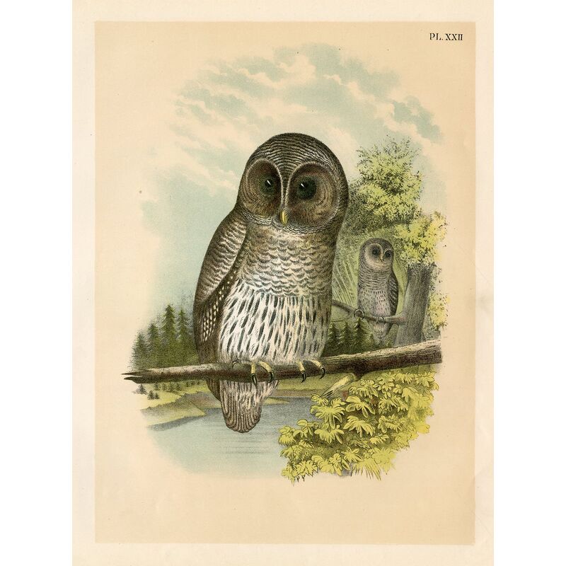 The Barred Owl by Theodore Jasper, 1878