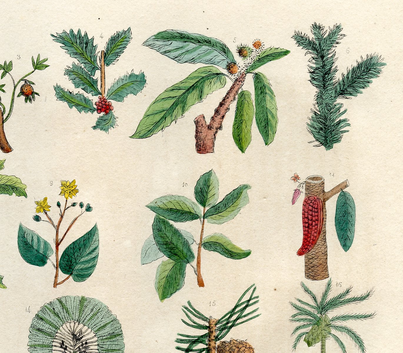 Prints with a Past Young Naturalist's Botanical Print, 1830 One