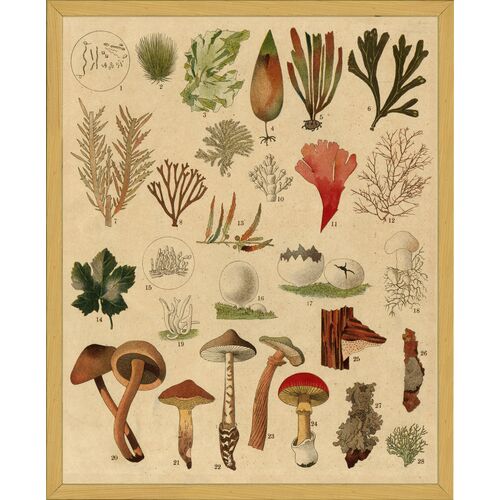 Botanical Fungi Art Print, 16" x 13" Botanical Fungi Art Print, 16" x 13"