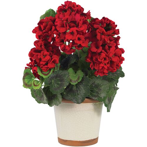 Geranium Silk Plant~P111113152