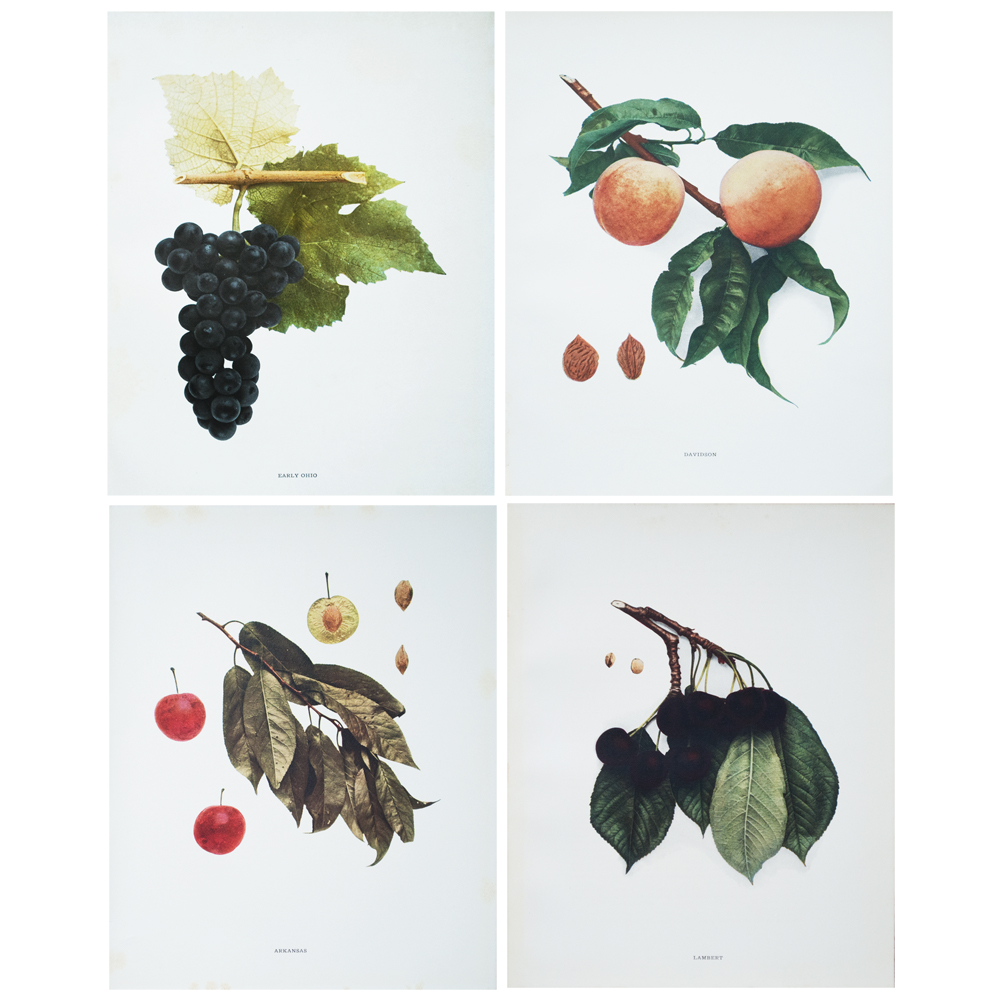 Fruit Photogravures by Hedrick, S/4~P77429300