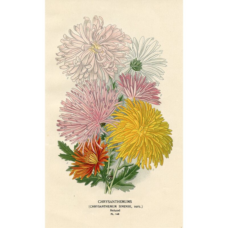 Prints with a Past 1896 Chrysanthemum Print One Kings Lane