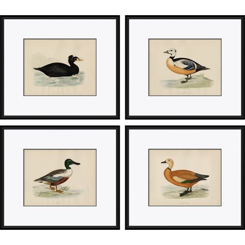 Duck Series