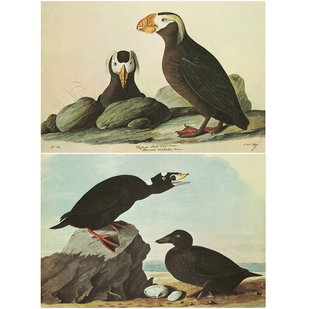 1960s Audubon, Tufted Puffin & Surf Duck~P77554250
