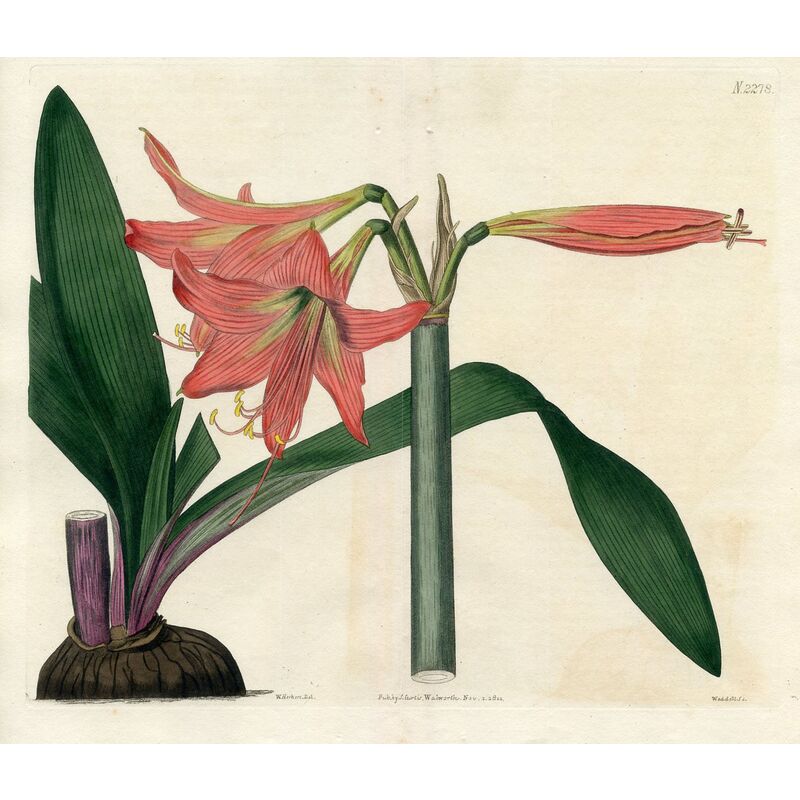 Knight's-star Lily, 1821 Engraving