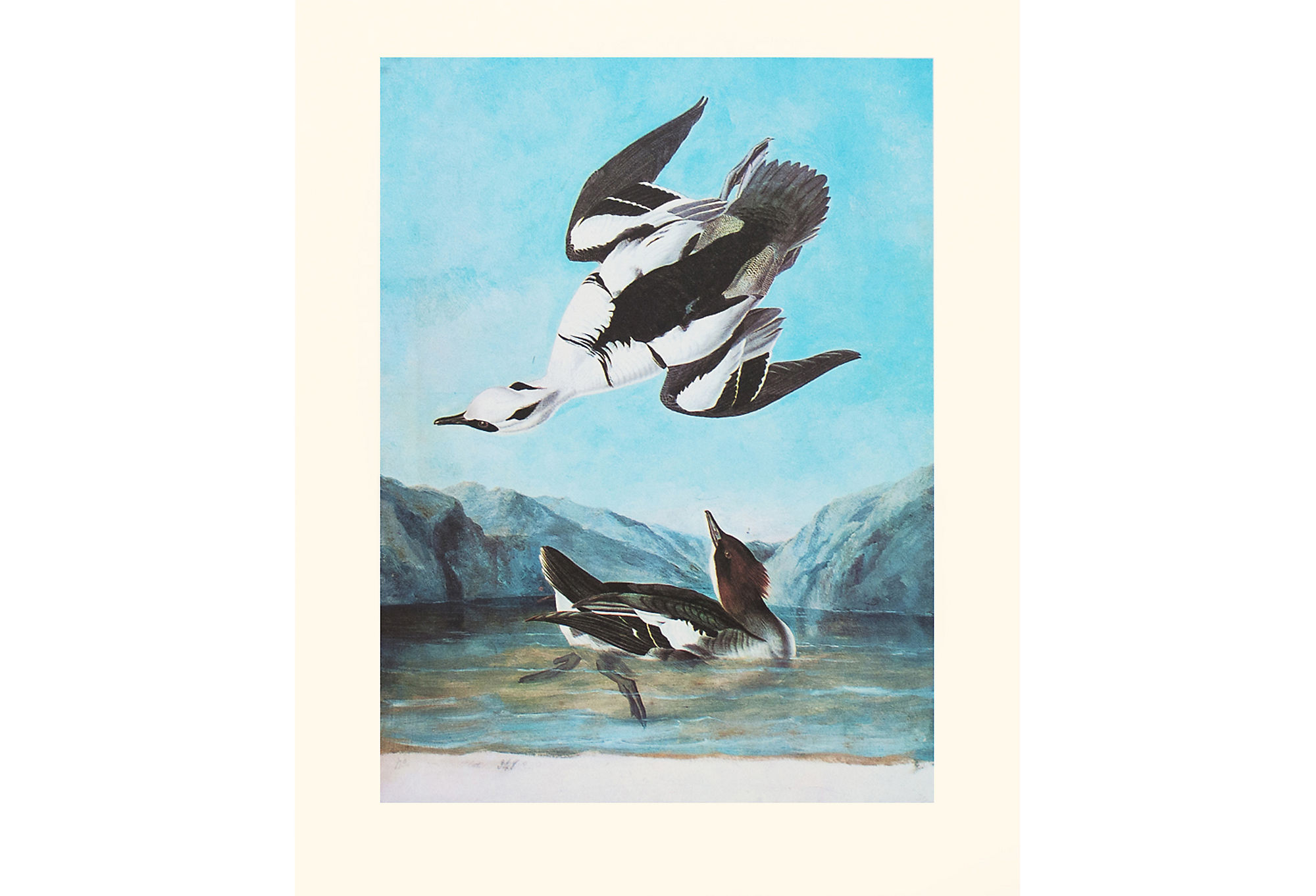 1966 Audubon, Smew Tern~P77571401