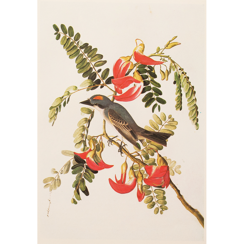 1966 Audubon, Gray Kingbird~P77586936