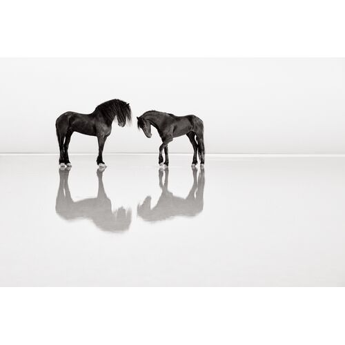 Everlasting Unframed Photograph, 18" x 27" Everlasting Unframed Photograph, 18" x 27"
