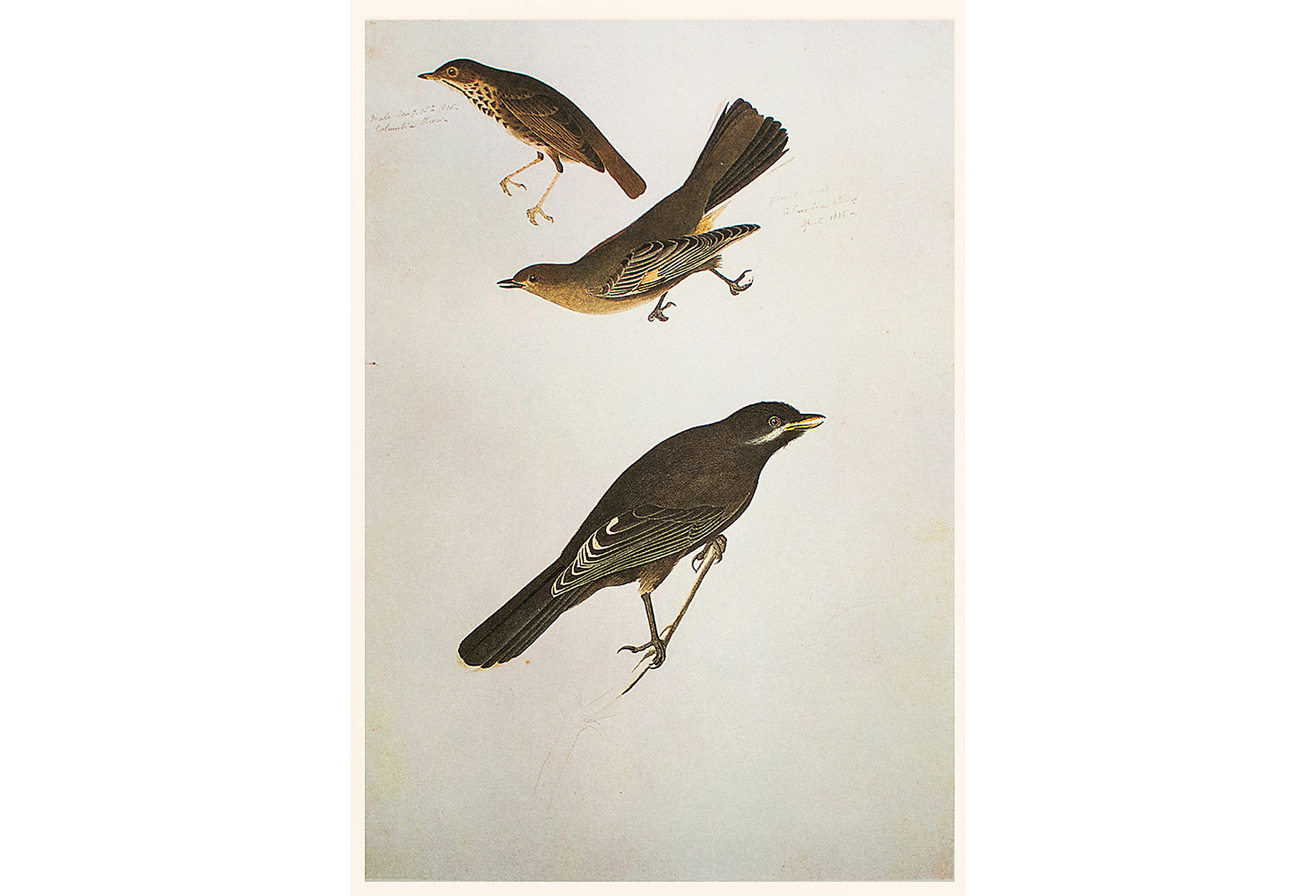 1966 Audubon, Thrush, Ptilogonys and Jay~P77552861