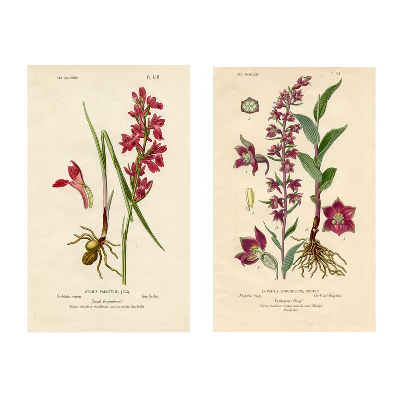 European Orchid Prints, early 1900s, S/2