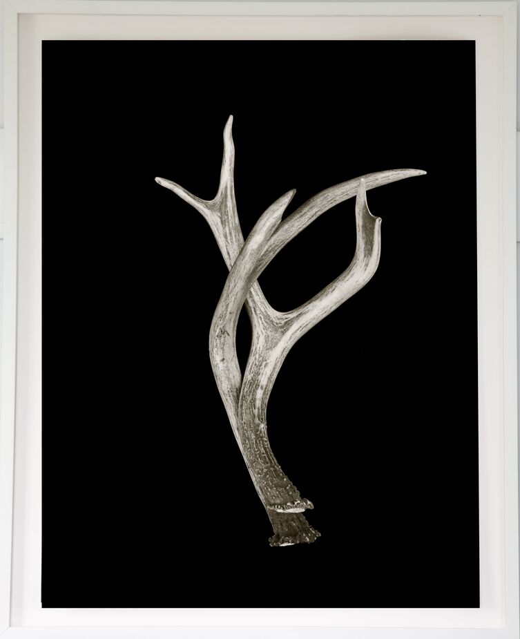 Dawn Wolfe‘s Antler on Black might be the ultimate in Western gothic.
