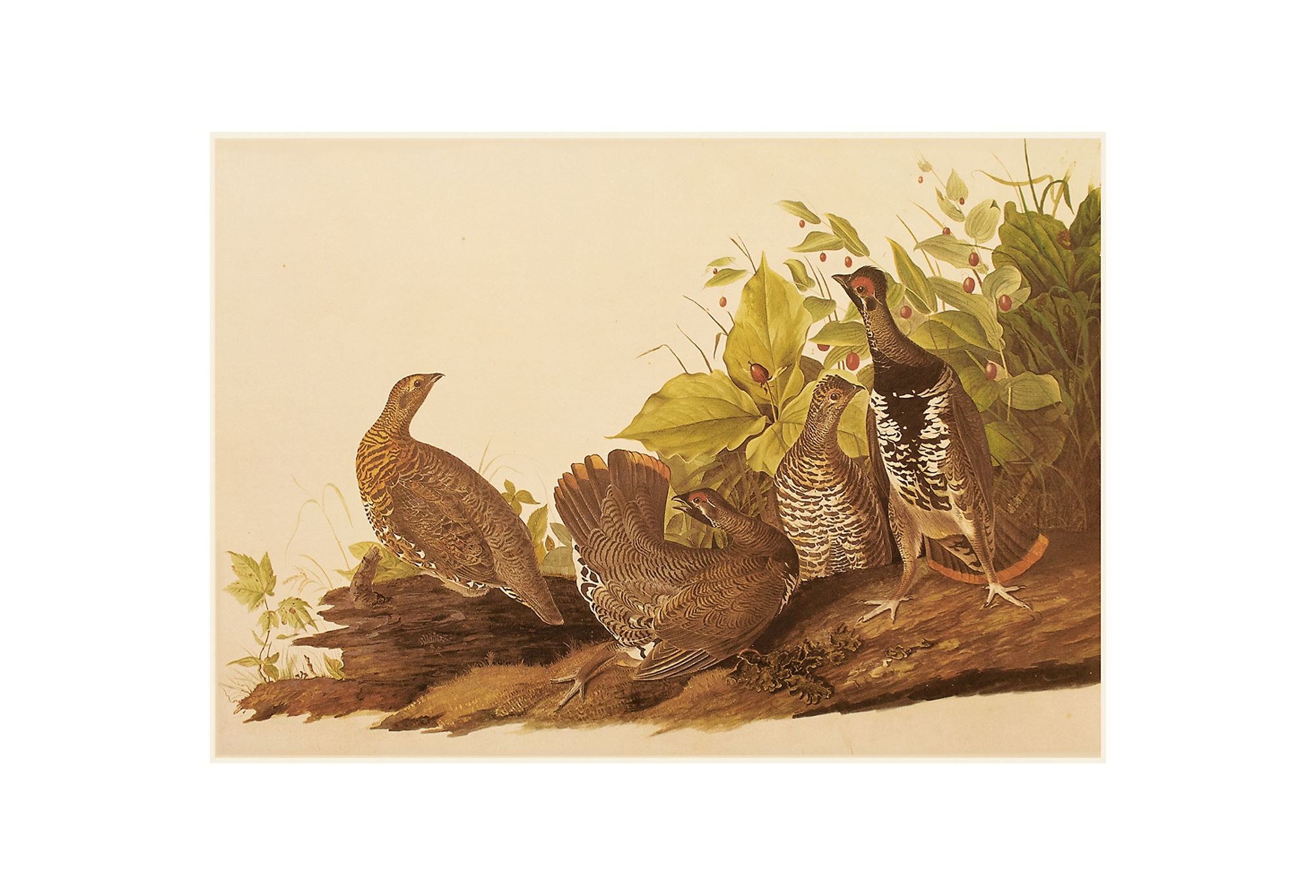 1966 Audubon, Spruce Grouse~P77593425