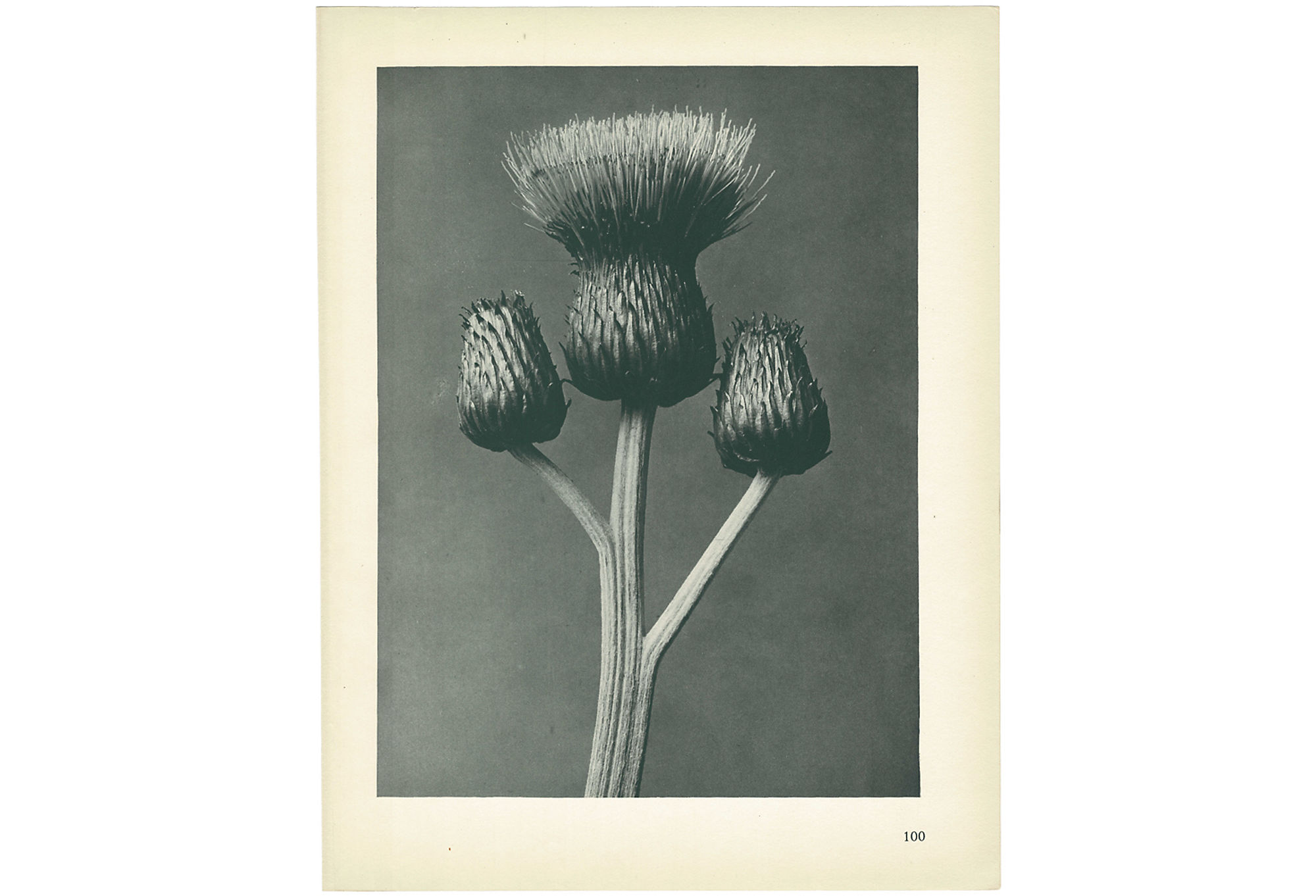 1928 Karl Blossfeldt, Cirsium Canum~P77579584