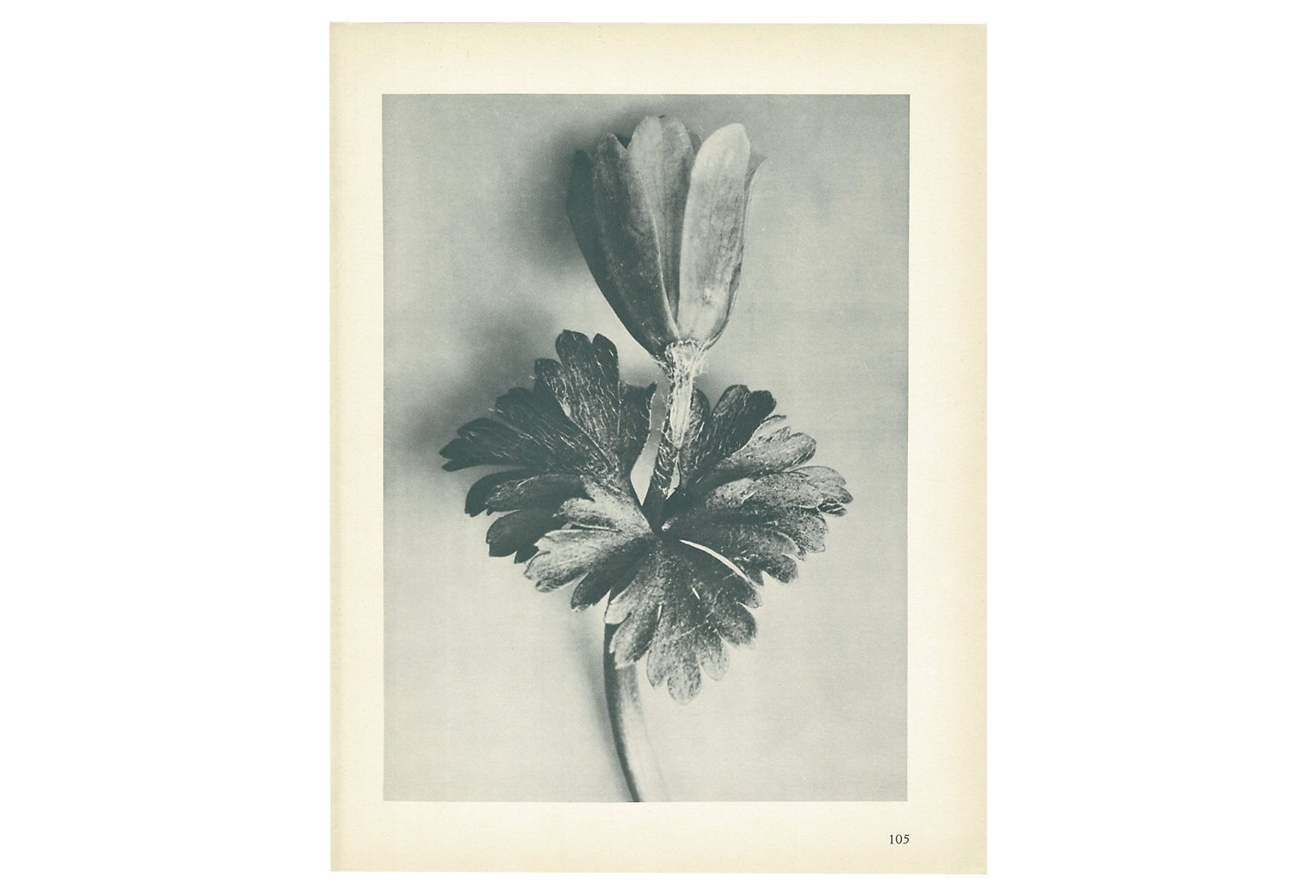 1928 Karl Blossfeldt, Windblume~P77579589