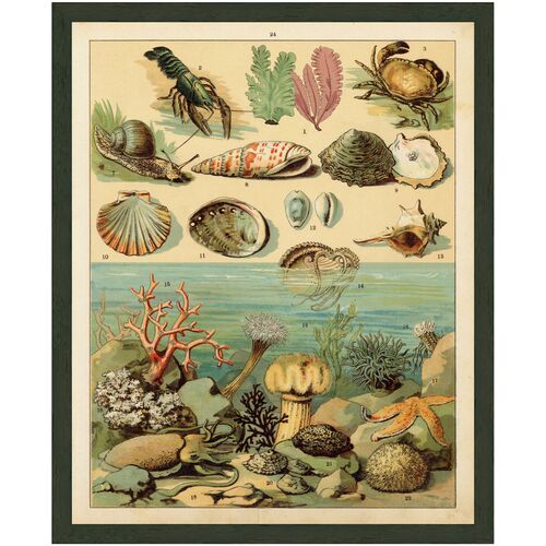 Sea Life Underwater, 1890s Art Print, 21" x 17"