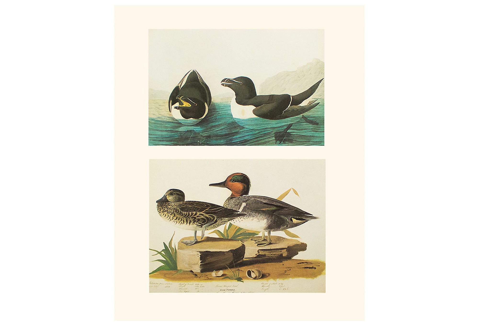 Teal and Auk by John J. Audubon, 1966~P77554253