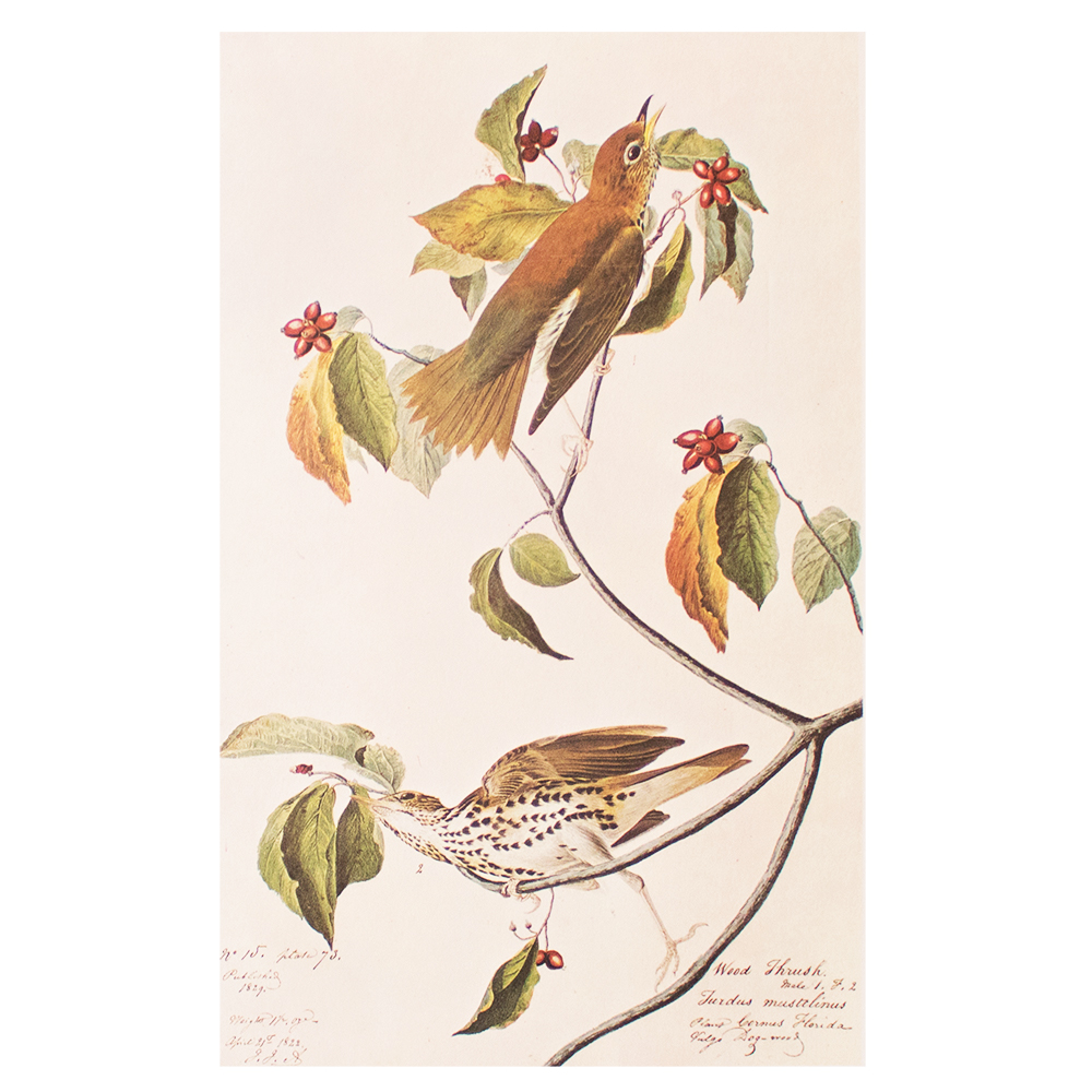1966 Audubon, Wood Thrush~P77586879