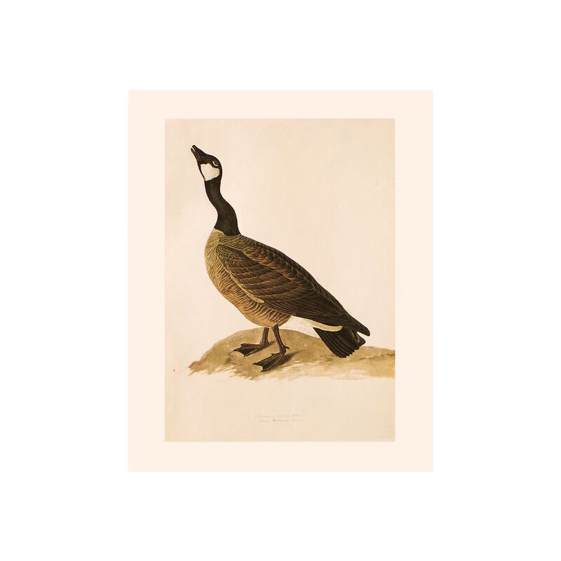 1966 Audubon, Canada Goose