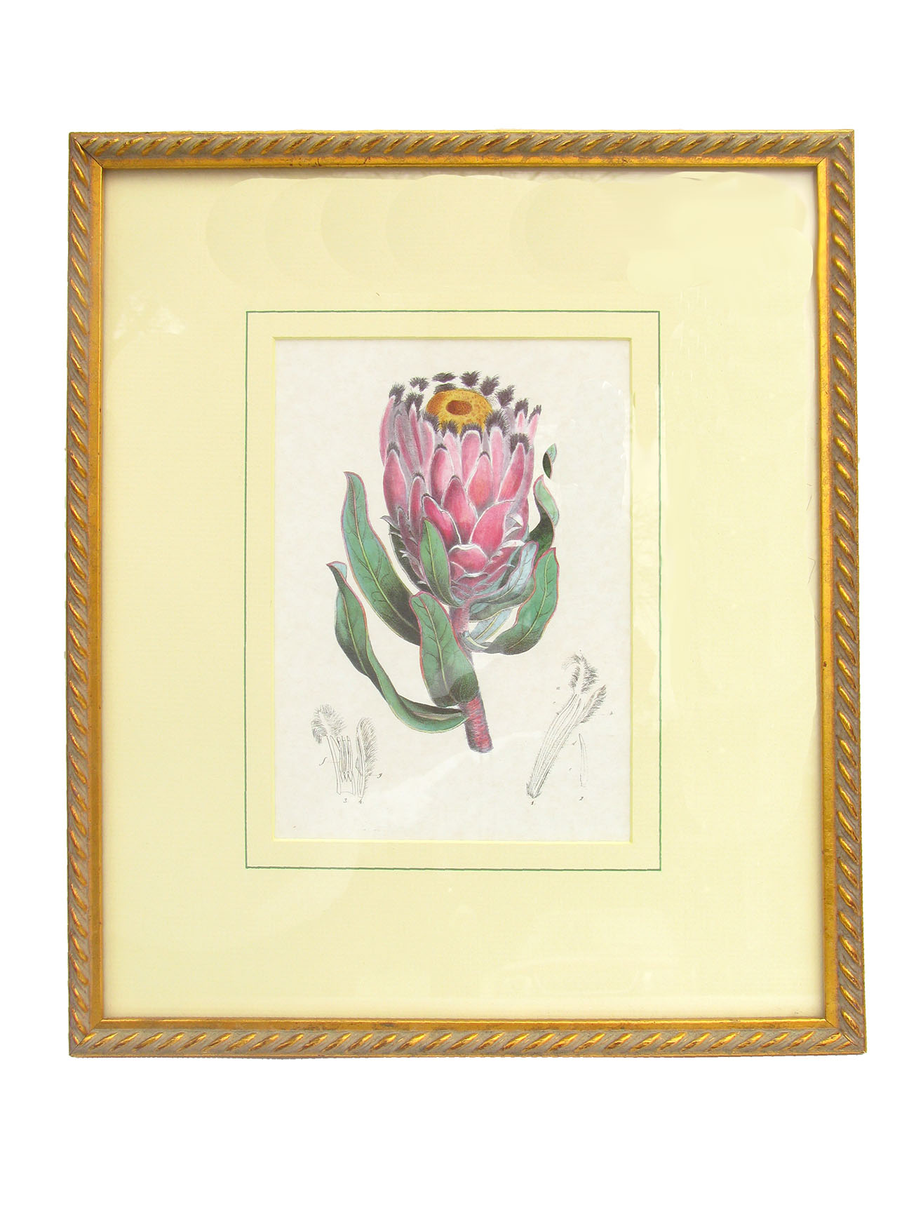 Vintage Botanical Engraving, Framed~P77647885