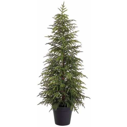 Willow Pine Tree in Pot 