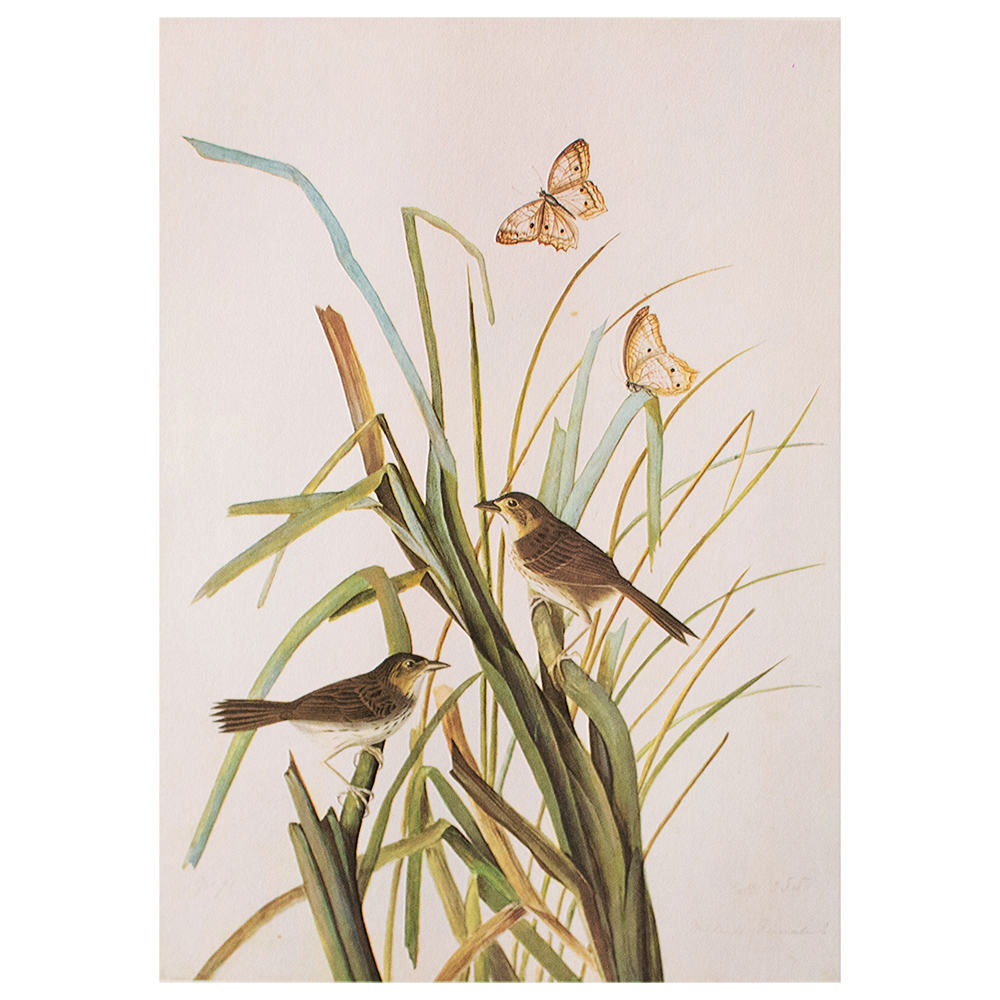 1966 Audubon, Seaside Sparrow~P77587867