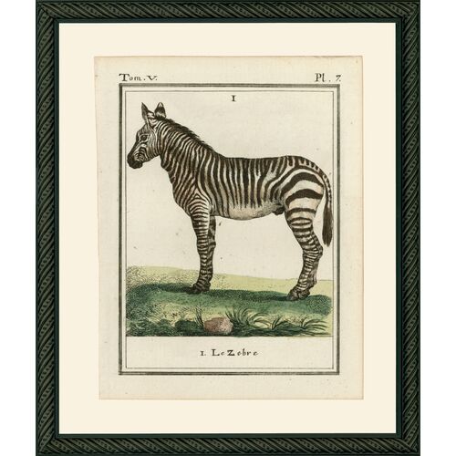 Zebra, 1786~P77122963