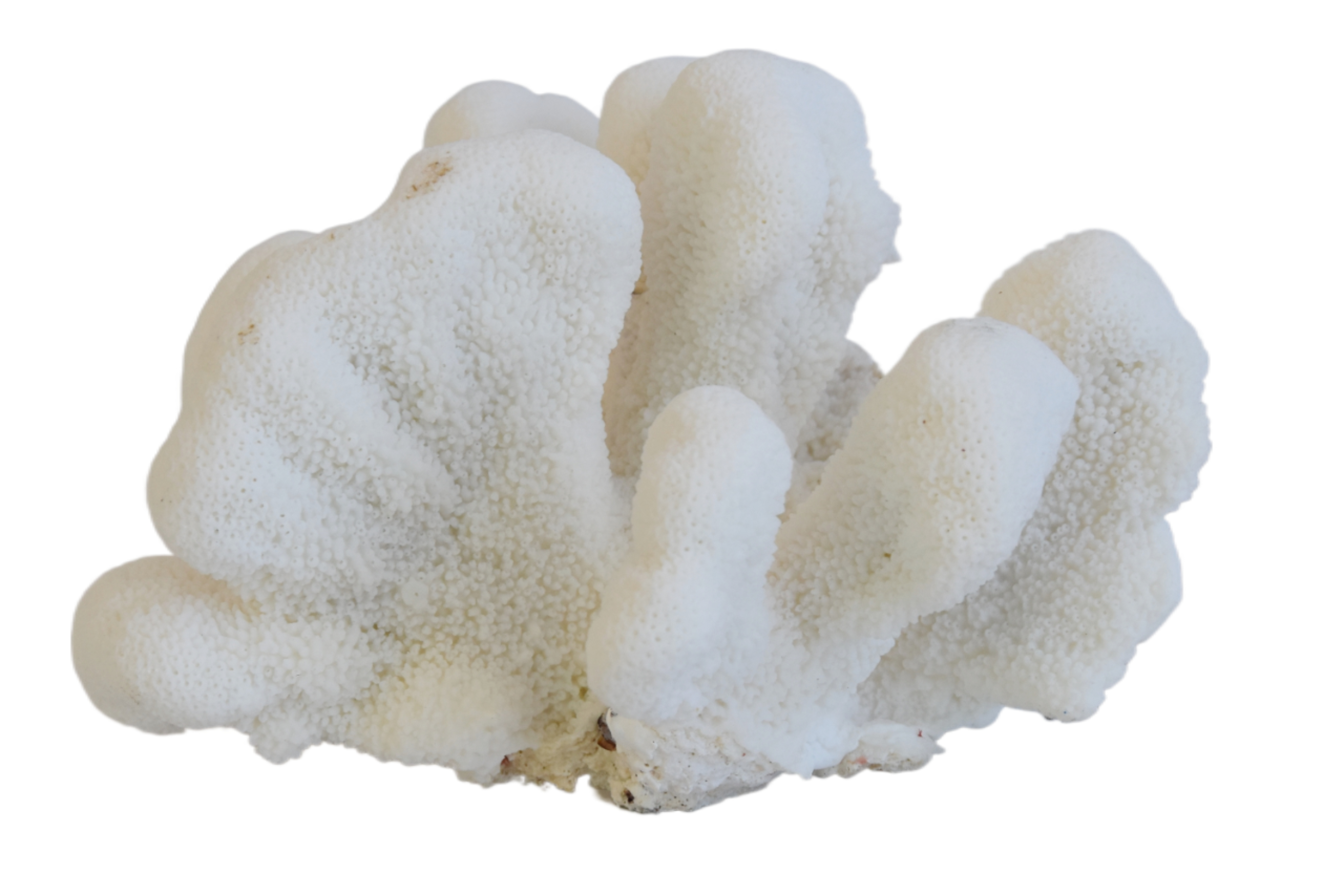 Nautical Natural White Coral Specimen~P77660118