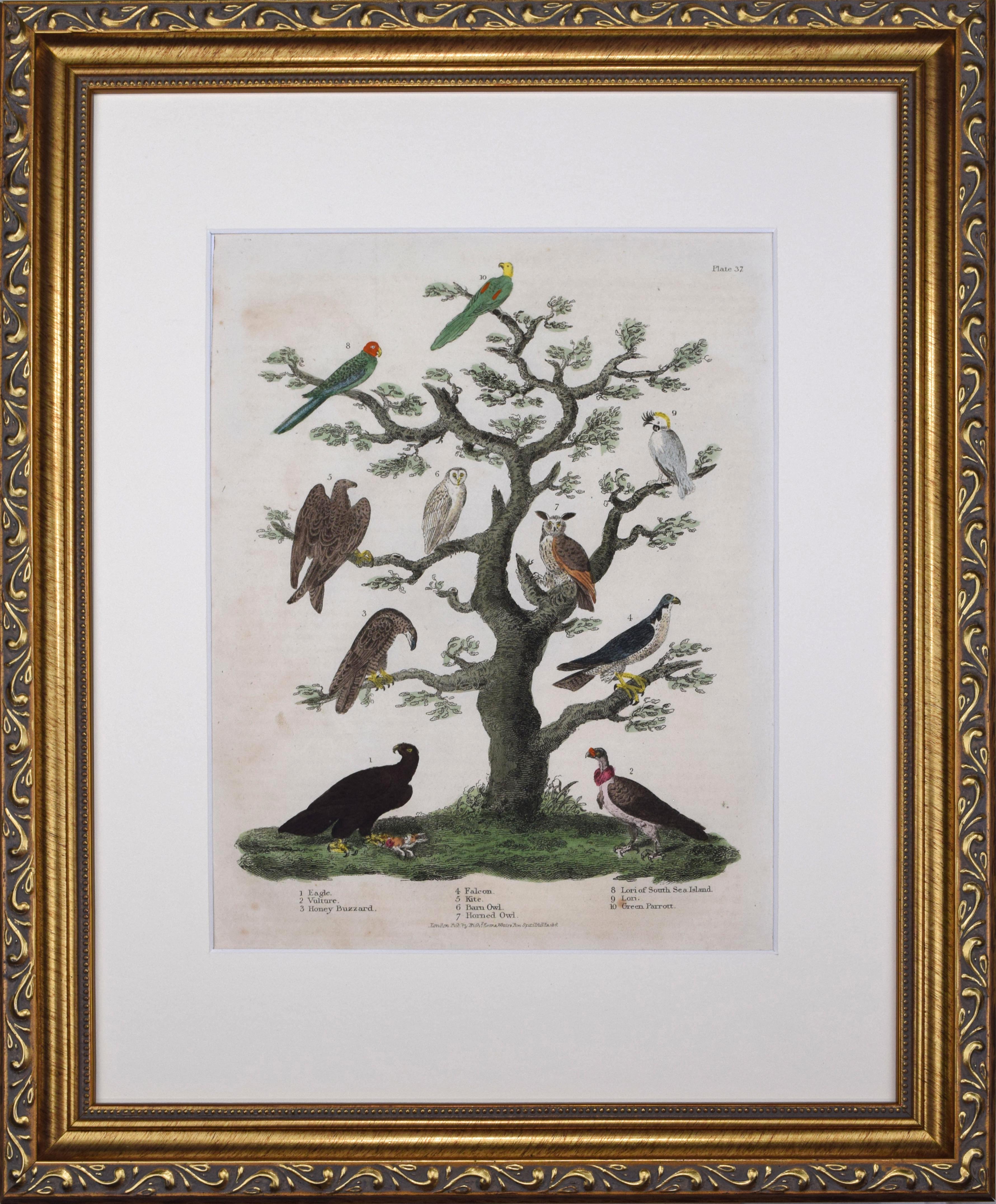 19th Century Hand Colored Bird Engraving~P77703638