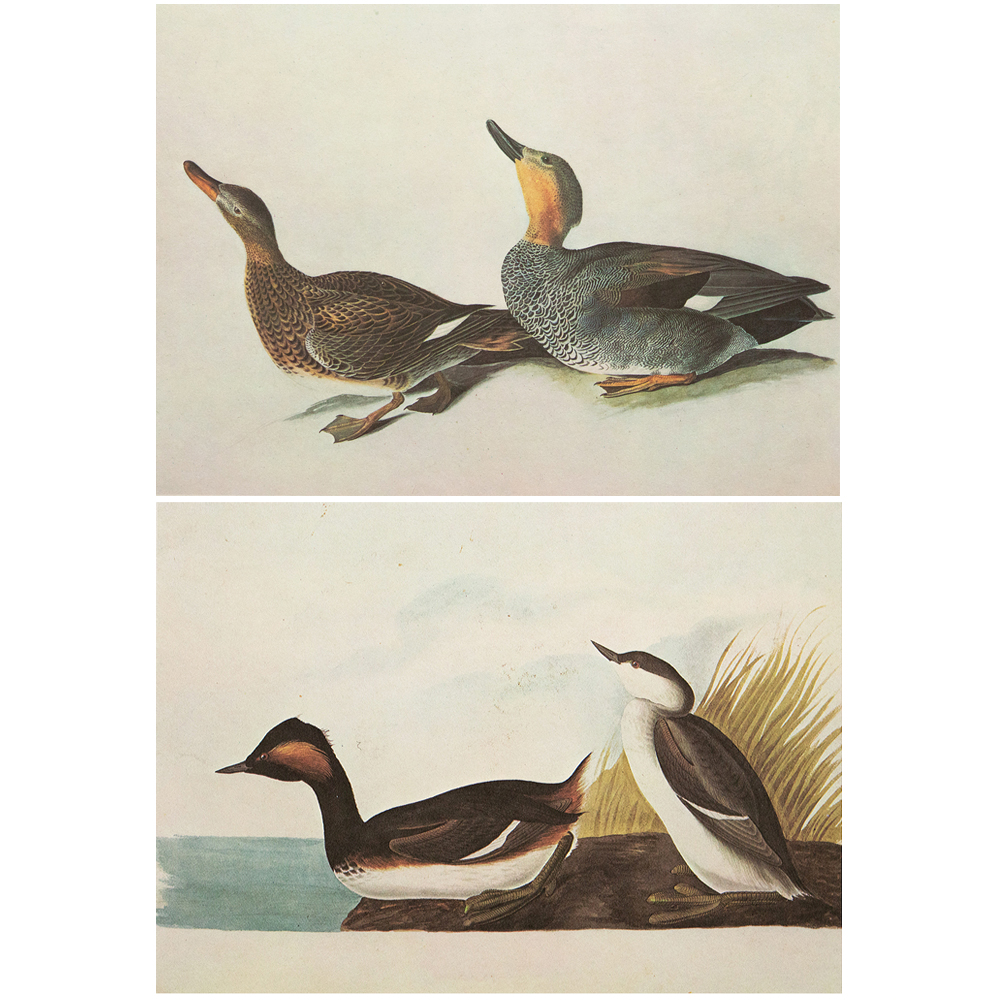 1966 Audubon, Gadwall Duck & Eared Grebe~P77567749