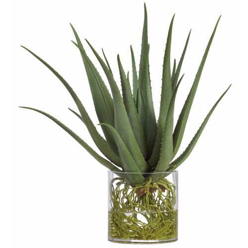 26" Agave with Roots in Glass Vase, Green