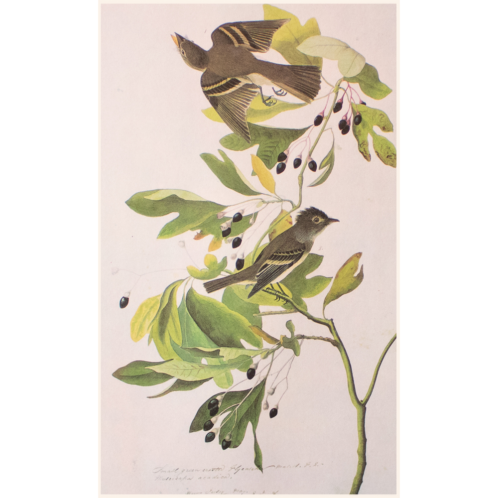 1966 Audubon, Green Crested Flycatcher~P77589771