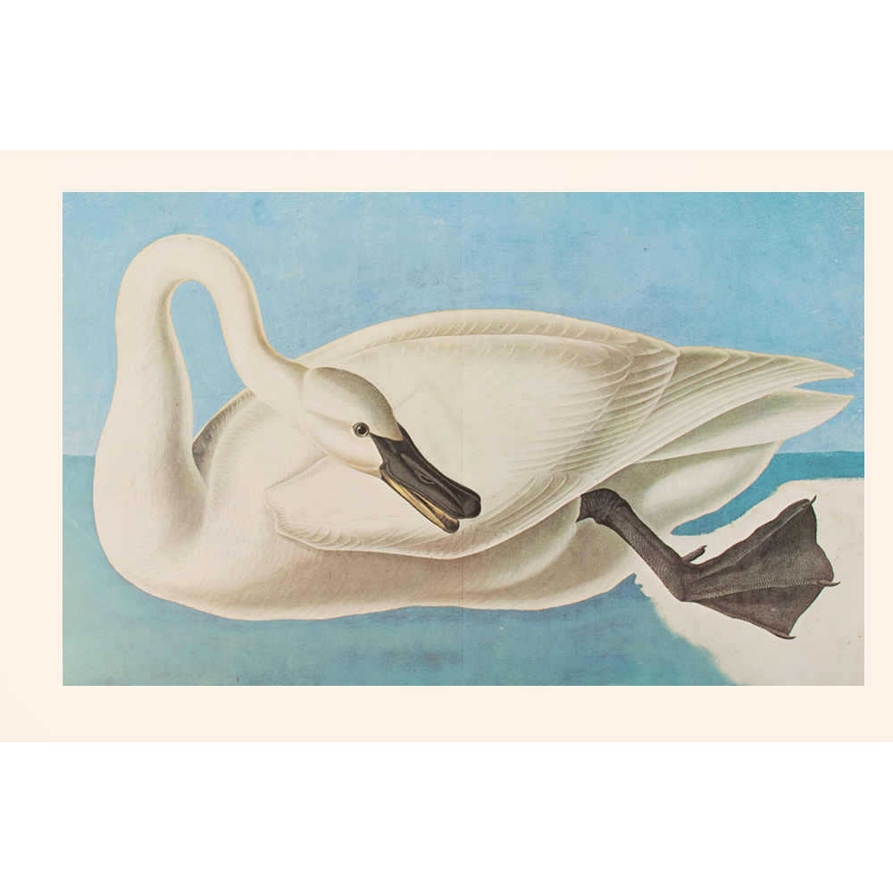 1966 Audubon, XL Print of Swan~P77587185