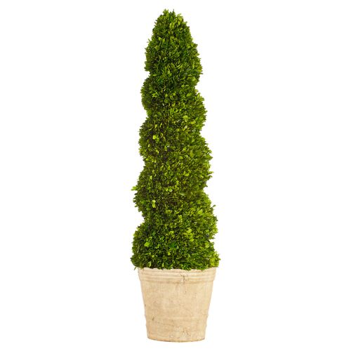 4' Boxwood Topiary in Planter, Preserved~P76132774