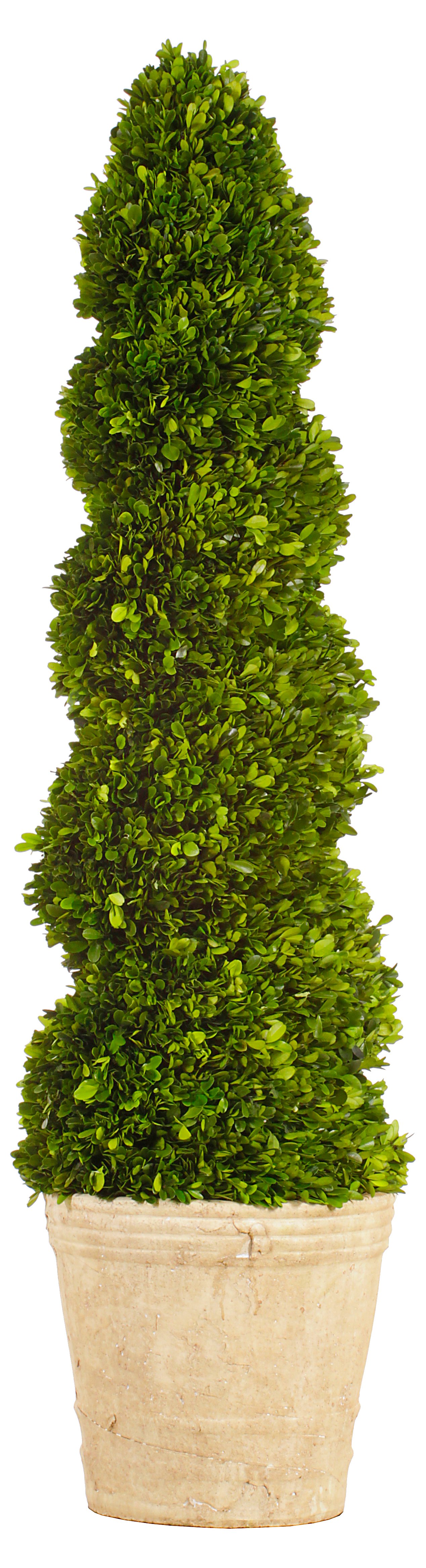 4' Boxwood Topiary in Planter, Preserved One Kings Lane