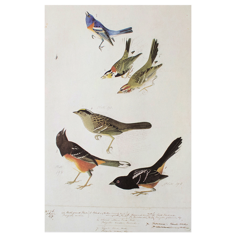 1966 Audubon, Birds of America~P77586946