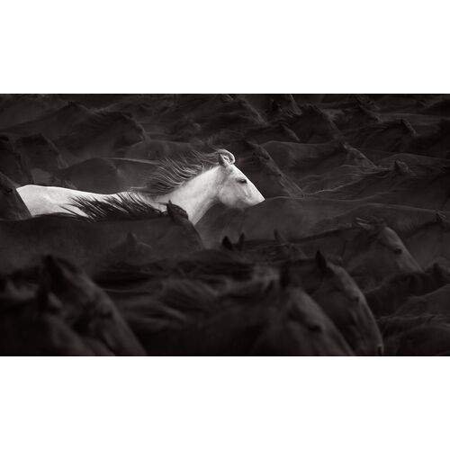 Whisper of Light Unframed Photograph, 15.75" x 27"