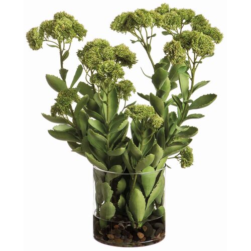25" Sedum in Glass Vase with Rocks, Green 25" Sedum in Glass Vase with Rocks, Green