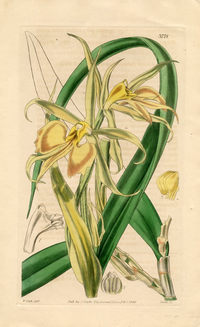 19th-C. British Orchid Print by Fitch~P77637169