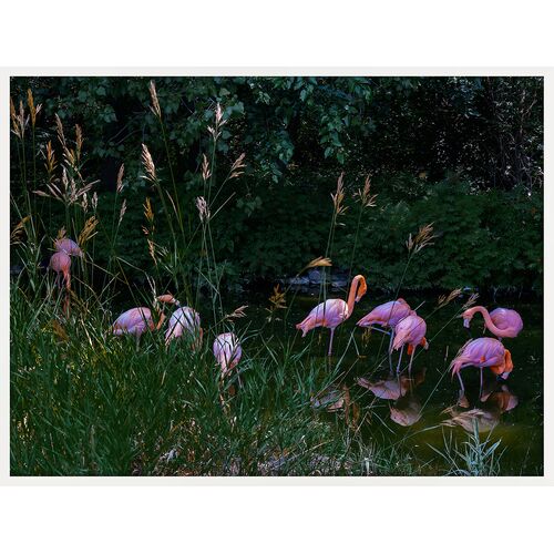 Flamingos Photo, 32" x 24"