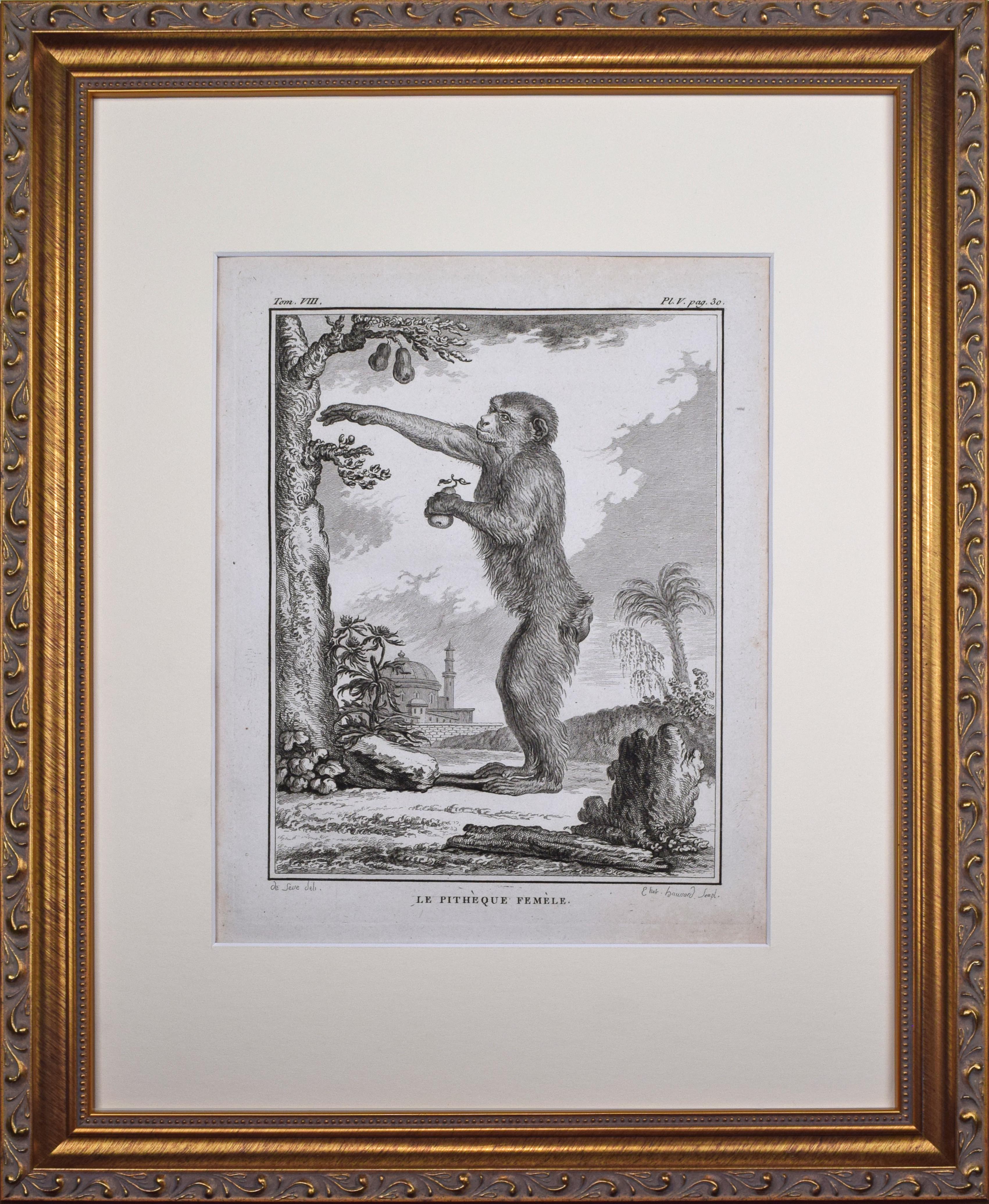 18th Century French Monkey Engraving~P77666046