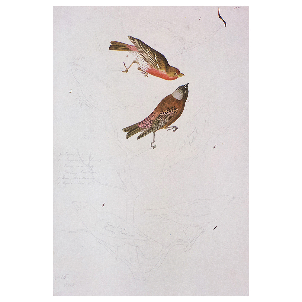 Audubon, Birds of America Cottage Print~P77587868