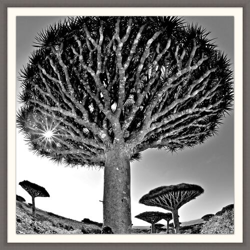 Lillian August, Desert Tree~P77405042