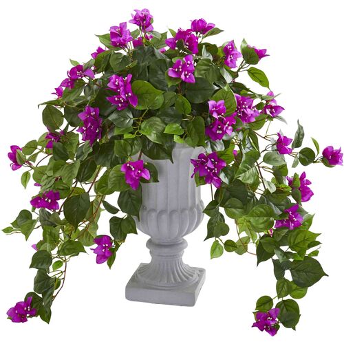 Bougainvillea with Decorative Urn Bougainvillea with Decorative Urn~P111113225