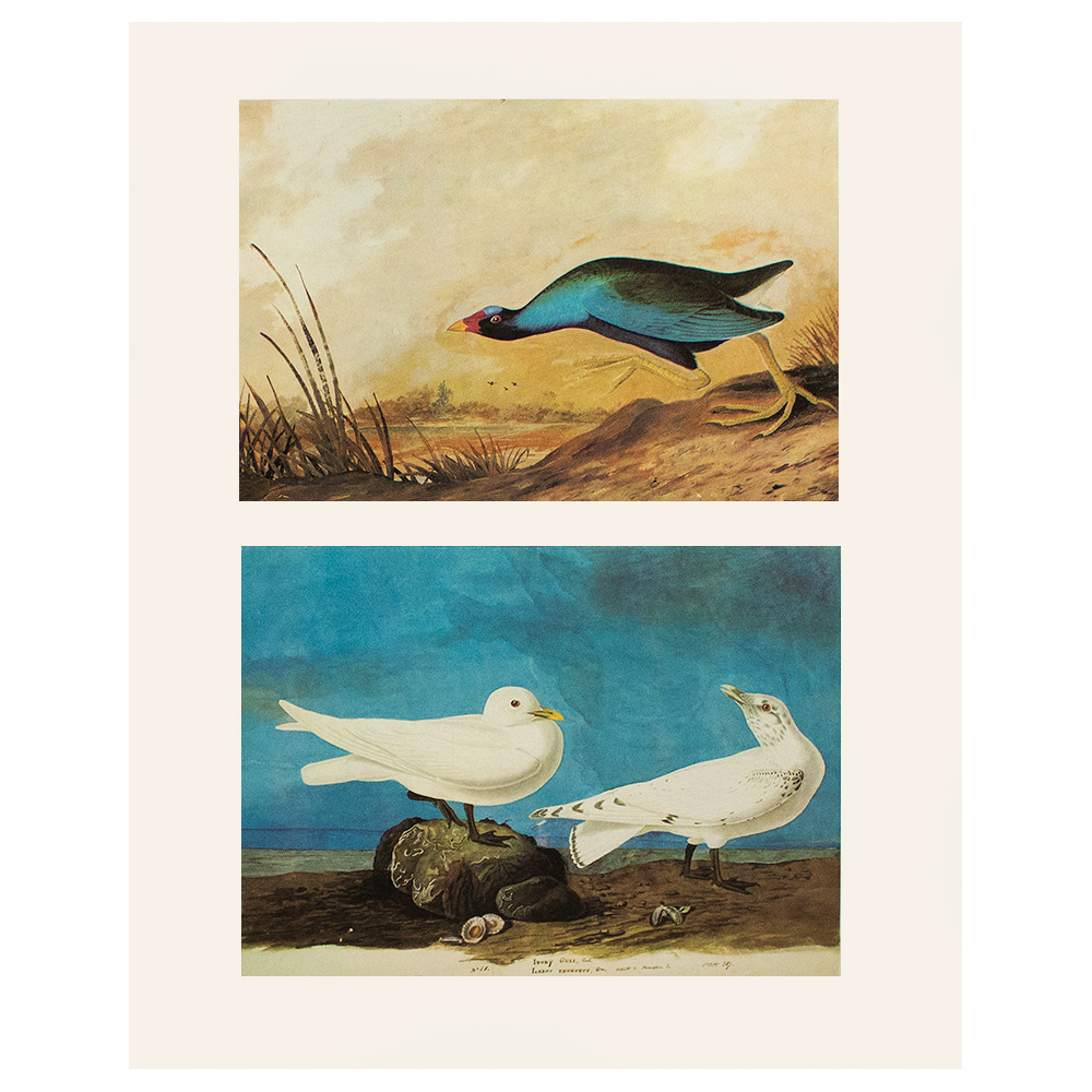 Ivory Gull & Purple Gallinule by Audubon~P77554249