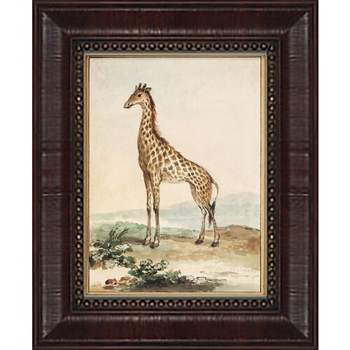 Giraffe~P77516316