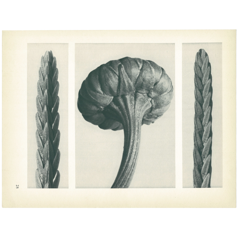 1928 K. Blossfeldt, Cassiope Tetragona~P77579500