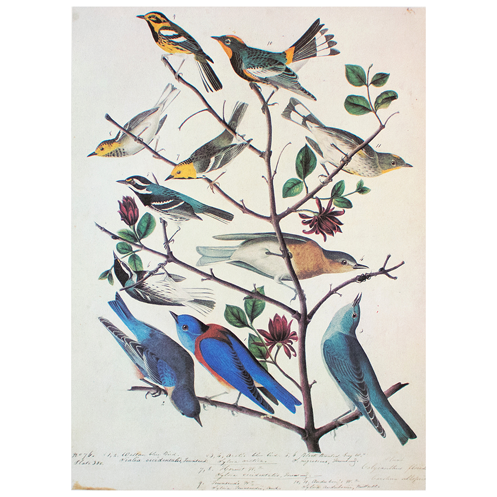 Audubon, Bluebirds & Townsend's Warbler~P77591215
