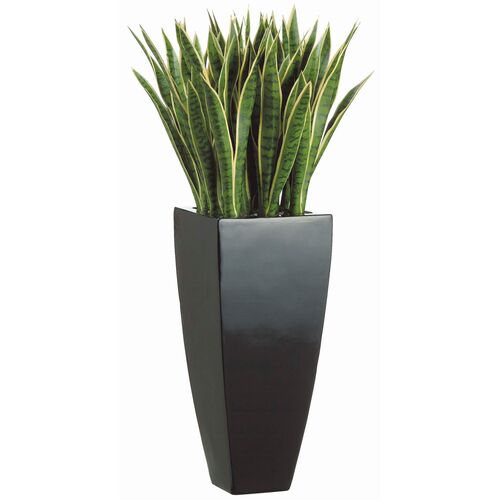 44" Mother-In-Law's Tongue in Resin Container, Green